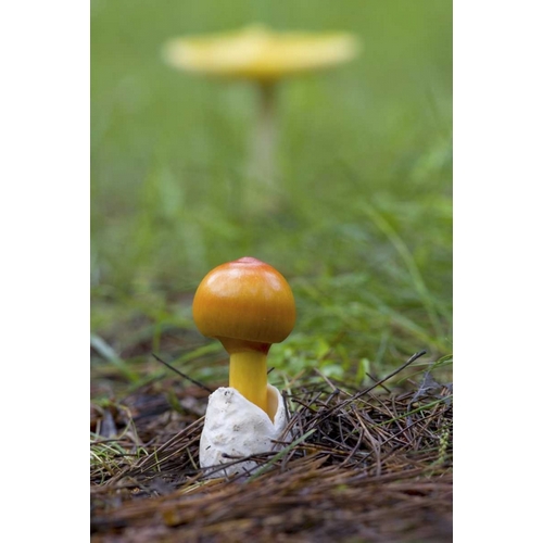 Canada, Quebec Close-up of fly agaric mushroom